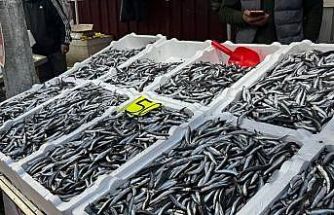 Zonguldak’ta hamsi 150 liradan alıcı buldu