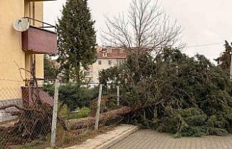 75. Yıl Mahallesi fırtınadan olumsuz etkilendi