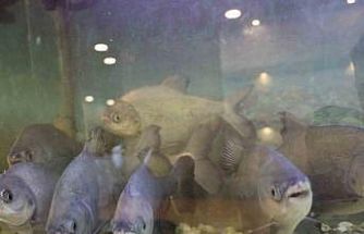 8 adet pirana balığı 12 yıldır kelle paçayla besleniyor