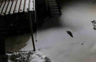 Aç kalan kaya sansarı evlerin dibine kadar indi