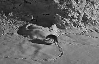 Aç kalan kurt mezraya indi