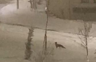 Aç kalan tilki şehir merkezine indi