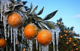 Adana için zirai don alarmı: Gece sıcaklık sıfırın altına düşecek