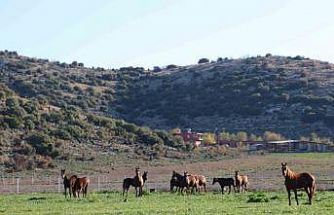 Adana milyonluk İngiliz ve Arap atlarının yetişme alanı oldu