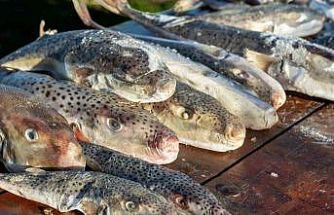 Adana’da 4 günde 128 bin balon balığı toplandı