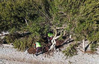 Akbük’te devrilen ağaç yerine dikildi