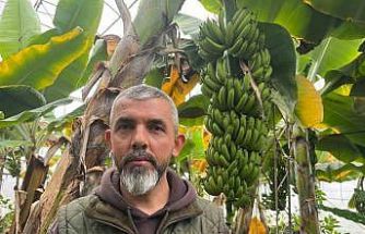 Alanya, Türkiye’nin muz ihtiyacının yüzde 40’ını karşılıyor