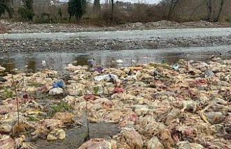 Alaplı’da çay yatağında onlarca tavuk ölüsü bulundu