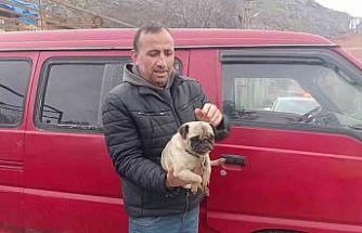 Amasya’da yangında mahsur kalan köpeği muhtar kurtardı