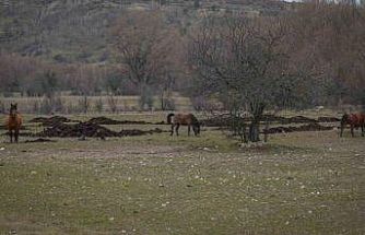 Ankara’da yılkı atları havadan görüntülendi