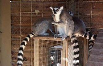 Antalya’da soğuğa hassas olan hayvanlara sıcak önlemler