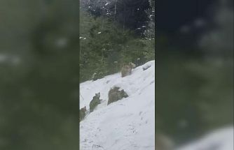 Artvin’de kış uykusuna yatmayan 4 boz ayı kamerada