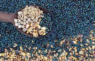 Asırlardır yaşatılan lezzet: Kavut unu sofralardan kültüre uzanan bir miras