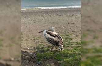 Atakum sahilinde pelikan görüldü