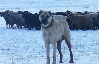 Atatürk’ün onayıyla Erzurum’dan okyanusu aşan köpekler