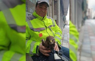 Ayancık’ta yaralı bulunan şahin koruma altına alındı