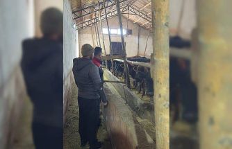 Aydıntepe’de hayvancılığa destek kapsamında düve teslimatları sürüyor