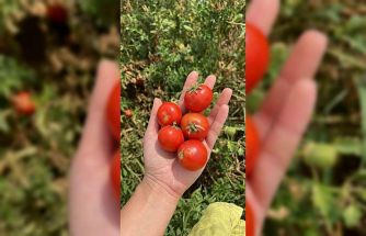 Balıkesir Büyükşehir Belediyesi, Ata Tohumları ile envanterini güçlendiriyor