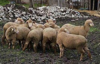 Balıkesir çiftçisine yüzde 100 hibeli damızlık desteği