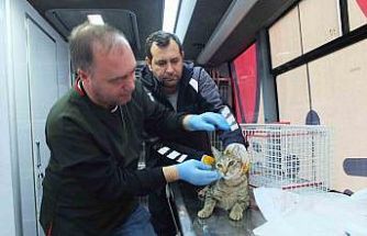 Balıkesir de sokak hayvanlarına ücretsiz tedavi desteği