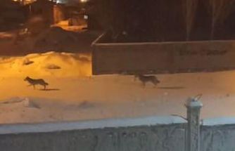 Başkale’de aç kalan kurtlar ilçeye indi