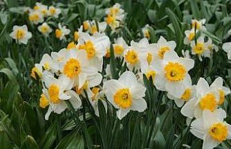 Bayındır’da yetişen nergis, bilimde öne çıkıyor