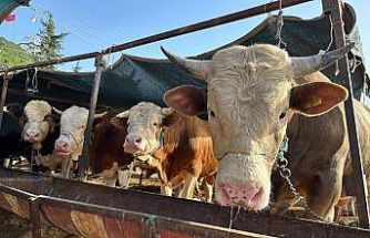 Besilik hayvan ithalatı başvuruları 12 Ocak’ta başlıyor