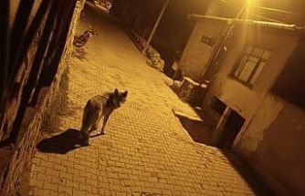 Beypazarı’nda aç kalan kurtlar şehre indi