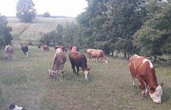 Bilecik’te şap alarmı: Hayvan giriş-çıkışları yasaklandı