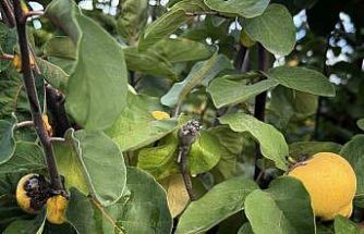 Bir yılda zirai dondan etkilenen üreticilere 54 milyon TL destek yapıldı