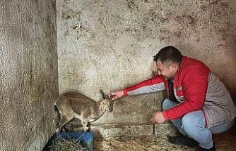 Bitkin halde bulunan yaban keçisi tedavi altına alındı