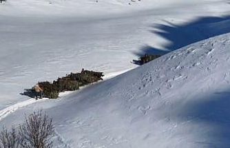Bitlis’te hayvanlar için kızaklı yem mesaisi