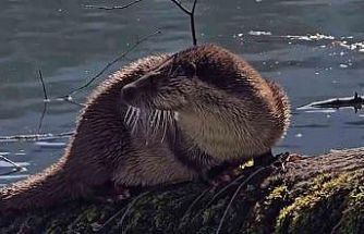 Bolu’da nesli tükenmekte olan su samuru görüntülendi