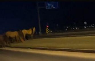 Bolu’da yılkı atları D-100’e indi: Orta refüjde otladılar