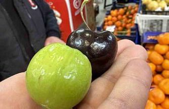 Bu meyveler aşerenler için Singapur’dan geliyor