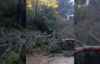 Buldan’da fırtınadan devrilen ağaçlar yolu kapattı