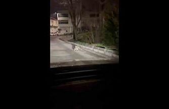 Bursa’da gece yarısı tilki, ağzında kediyle sokakta görüntülendi