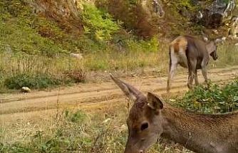 Bursa’nın kızıl geyikleri fotokapana takıldı