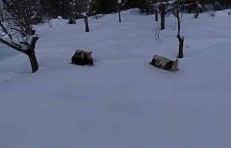 Büyükbaş hayvanların karla imtihanı dronla görüntülendi