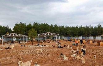 Büyükşehir sokak köpekleri için doğal yaşam alanı kapasitesini arttırdı