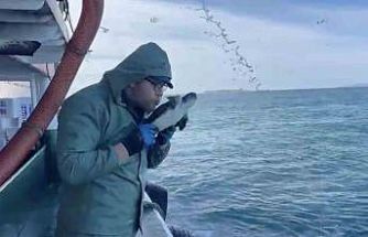 Çanakkale’de balıkçılar ağlarına takılan caretta carettayı kurtardılar