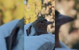 Çanakkale’de ispinoz tedavi sonrası doğaya salındı