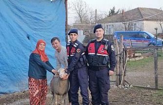 Çanakkale’de kaybolan 24 küçükbaş hayvan jandarma tarafından bulundu
