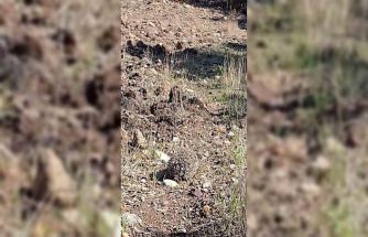 Çanakkale’de tedavisi tamamlanan kirpi doğaya salındı