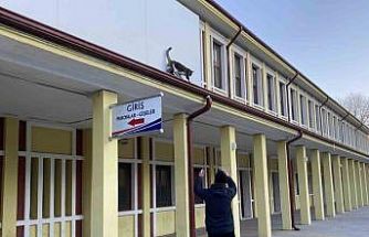 Çatıda mahsur kalmış gibi bağırıp gençlerle oynayan kedi yine aynısını yaptı