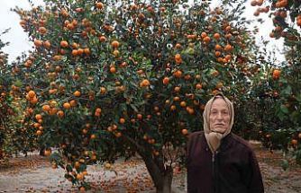 Çiftçinin dalından bedavaya vermeye razı olduğu mandalina bahçelerinde toprak turuncuya döndü