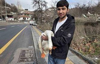 Çiftlikten kaçıp yola atlayan kaz sürücülere zor anlar yaşattı