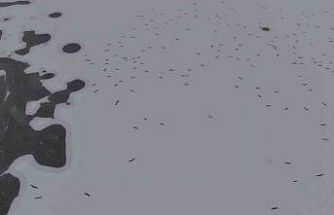 Cip Baraj Gölü buz tuttu