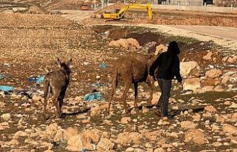 Cizre’de bataklığa saplanan eşekler kurtarıldı