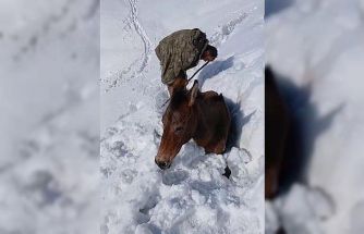 Dağda karda mahsur kalan katırlar kurtarıldı